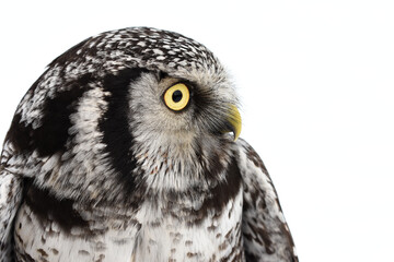 A Northern Hawk Owl perches in the Alaskan wilderness during the winter.