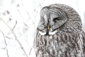 A Great Gray Owl perches in the Alaskan wilderness during the winter.