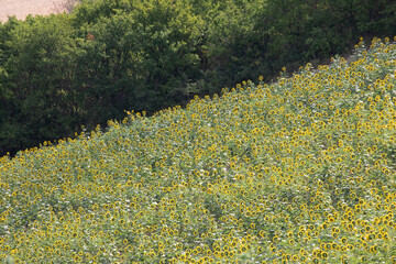 campo di girasole giallo in estate