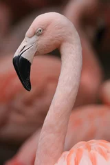 Gordijnen close up of a flamingo © melanie