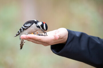 Bird eating out of hand, downy woodpecker