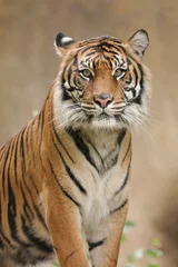 Schilderijen op glas tijger in de jungle © melanie