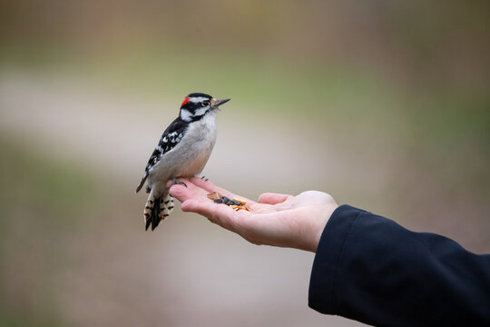 Bird eating out of hand, downy woodpecker 2