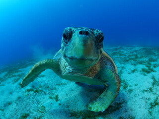 sea turtle underwater close up look camera caretta caretta mediterranean fauna 