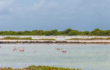 Flamingos in the salt flats in Bonaire netherlands antilles