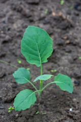 Seedlings on the beds in the spring garden