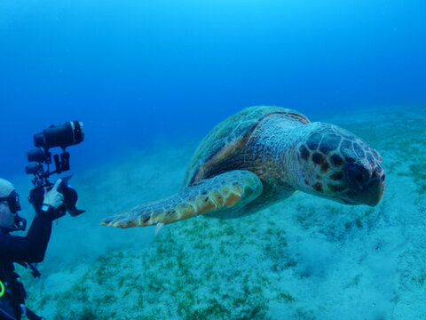 turtle underwater close up caretta caretta scuba diver taking photos ocean scenery