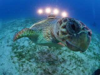 turtle underwater close up caretta caretta scuba diver taking photos ocean scenery