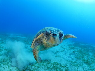 sea turtle underwater close up look camera caretta caretta mediterranean fauna 