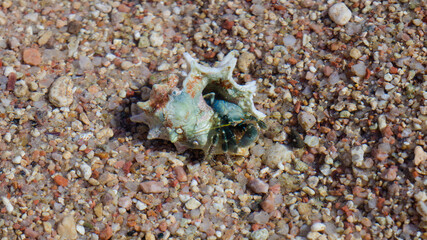 Hermit crab. Crustacean in a clam shell in the water on the coast.