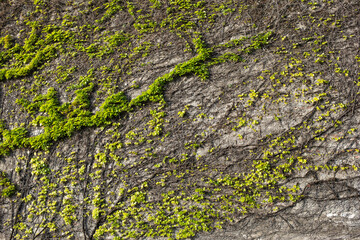 Moss and veins going across a brick wall attached to a castle in France 