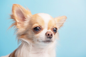White with red spots dog breed Chihuahua on a blue background. Portrait of a dog.