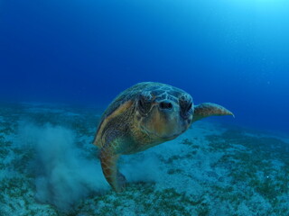 turtle underwater looks at camera close up ocean scenery caretta caretta sea turtle