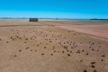 Large scale meat production in Argentina, aerial view of a batch of cows