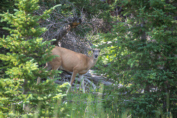 deer in the woods