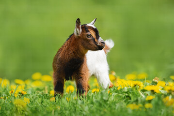 Little lovely baby goat in summer. Farm animals.