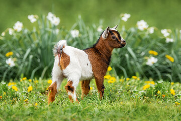 Little lovely baby goat in summer. Farm animals.