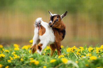Little funny baby goat in summer. Farm animals.
