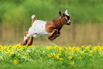 Little funny baby goat jumping in the field with flowers. Farm animals. - 495331030