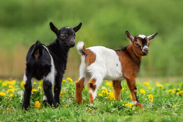 Two little baby goats in summer. Farm animals. - 495331034