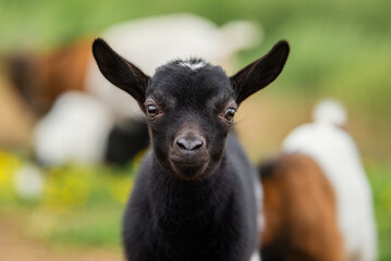 Little lovely baby goat in summer. Farm animals.