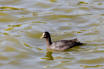 Coot (Fulica atra) swims in the pond close-up