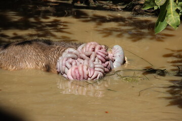 Buffalo calf carcass following a crocodile attack, Yellow Waters Billabong, Kakadu National Park, Northern Territory, Australia. © SJM 51
