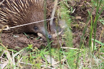 Short-beaked Echidna (Tachyglossus aculeatus), Cranbourne Botanic Gardens, Melbourne, Australia.