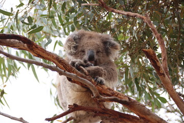 Koala (Phascolarctos cinereus), Eyre Peninsula, South Australia.