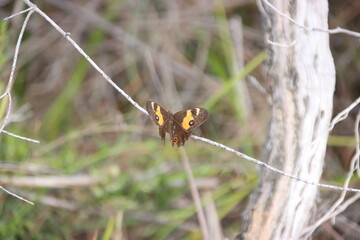 Swordgrass Brown Butterfly (Tisiphone abeona), Cranbourne Botanic Gardens, Melbourne, Australia.