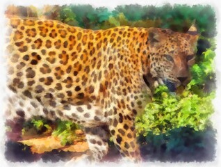 leopard in different poses watercolor style illustration impressionist painting.