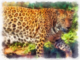 leopard in different poses watercolor style illustration impressionist painting.