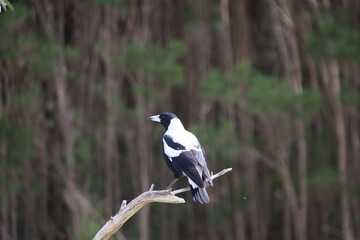 Australian Magpie (Cracticus tibicen), Cranbourne Botanic Gardens, Melbourne, Australia.