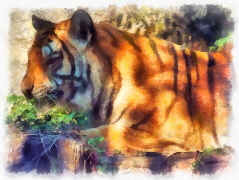 tiger in the bushes watercolor style illustration impressionist painting.