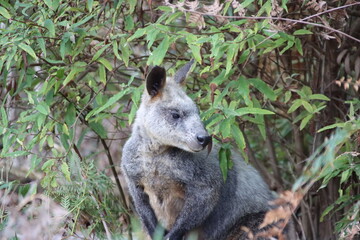 Naklejka na ściany i meble Swamp Wallaby (Wallabia bicolor) aka Black Wallaby, Cranbourne Botanic Gardens, Mellbourne, Australia.