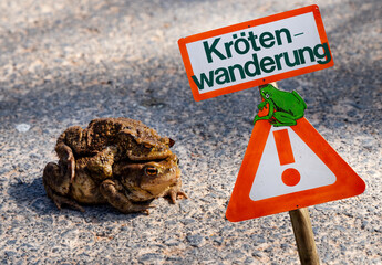 Two mating toads in spring. Warning sign frog, toad migration and save frogs. Traffic sign...