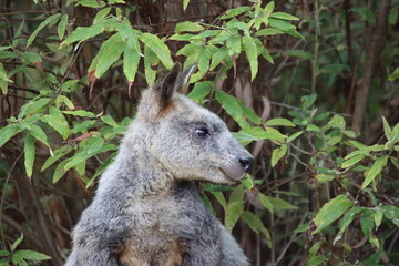 Swamp Wallaby (Wallabia bicolor) aka Black Wallaby, Cranbourne Botanic Gardens, Mellbourne, Australia.