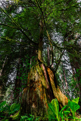 Gorgeous tree born up through old cut down tree leading to new life.