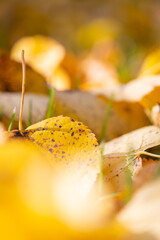 Bright yellow fallen leaves on the ground in autumn, selective focus