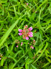 butterfly on a flower