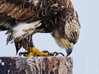 Juvenile Bald Eagle at the pole near coast in BC, Vancouver Island