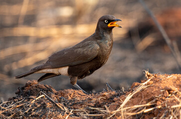 Pied Starling, Addo Elephant National Park
