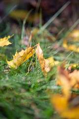 Bright yellow fallen maple leaves on the ground in autumn, selective focus