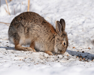 Wild rabbit in snow
