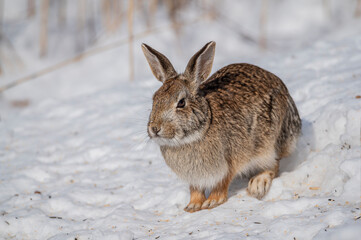 Cottontail Easter rabbit
