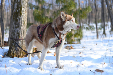 Young Siberian husky with different eyes looking away