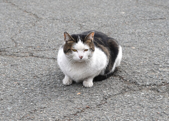 Upset stray cat laying on a road