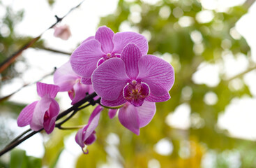 One purple orchid flower close up