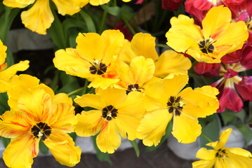 Many bright yellow tulips in flower shop