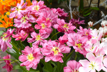 Many light pink tulips background